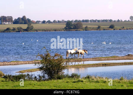horses in the Bay of Wismar,germany Stock Photo
