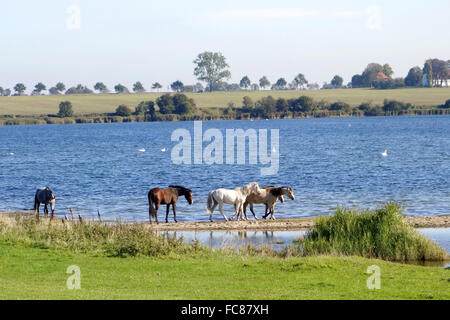 horses in the Bay of Wismar,germany Stock Photo