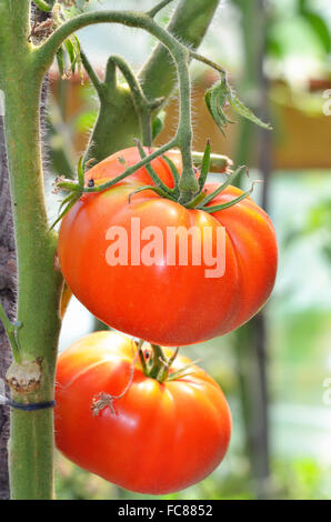 tomatoes growing on a branch in a greenhouse Stock Photo