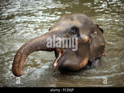 The elephant in water Stock Photo