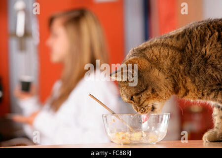 British Shorthair. Tabby adult eating from a dish on a dining table. Germany Stock Photo