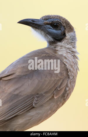 Little Friarbird (Philemon citreogularis) Stock Photo