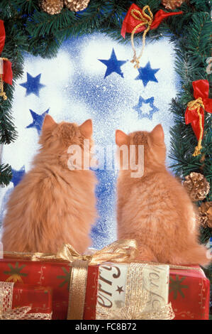 British Shorthair,. Two red tabby kittens sitting on gift boxes, looking through a frosty window. Germany. Stock Photo