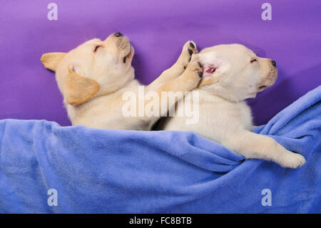 Labrador Retriever. Two puppies sleeping under a blue blanket. Germany Stock Photo