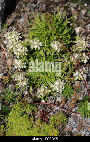 Androsace carnea ssp. bigantiaca Stock Photo