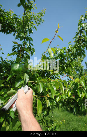 Pear pruning Stock Photo