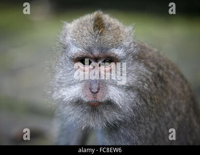 Portrait of the monkey Stock Photo