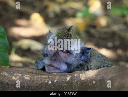 Portrait of the monkey Stock Photo