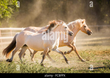 Norwegian Fjord Horse. Two adults trotting on a pasture. Italy Stock Photo