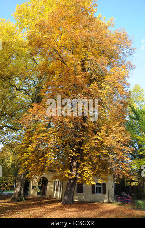 Horse chestnut Stock Photo