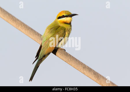 Rainbow Bee-eater (Merops ornatus) perched on a telegraph cable Stock Photo