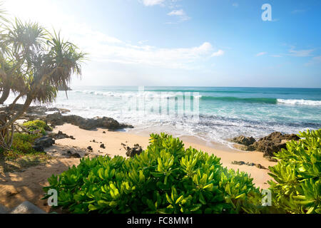 Exotic plants on a sandy beach of indian ocean Stock Photo