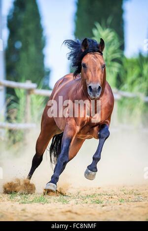 American Quarter Horse. Bay stallion galloping in a paddock. Italy Stock Photo