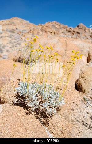 A flowering desert plant in Joshua Tree National Park, California Stock Photo