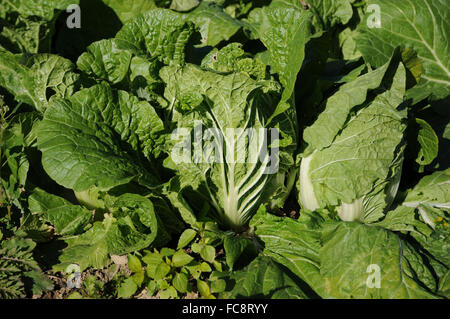 Napa cabbage Stock Photo