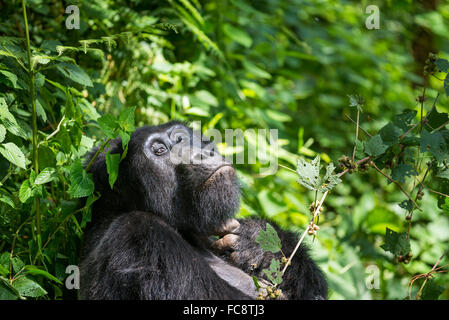 Mountain Gorillas, Bwindi and Virunga mountains, Uganda, Africa Stock Photo