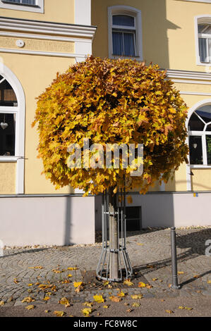 Globe norway maple Stock Photo