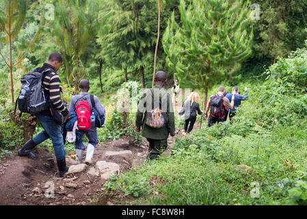 a group of tourists go for a trekking to find gorilla's in bwindi national park, Uganda, Africa Stock Photo