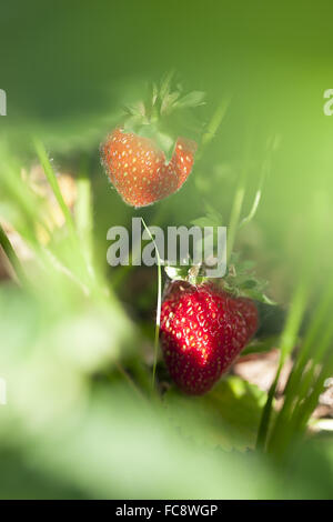 Strawberry in the fruit garden Stock Photo