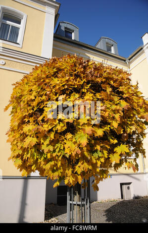 Globe norway maple Stock Photo