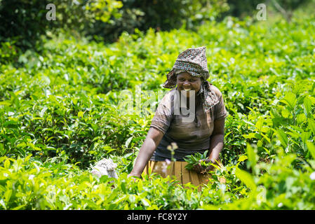 A worker picks tea in Ishaka, Uganda, Africa Stock Photo