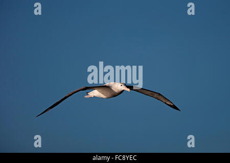 Gibson's Albatross (Diomedea antipodensis gibsoni) in flight . Antarktis. Kein Exklusivverkauf moeglich Stock Photo