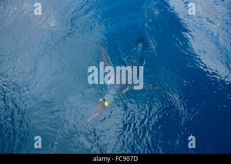 King Penguin (Aptenodytes patagonicus). Adult diving, Macquarie Island. No exclusive sales ! Stock Photo