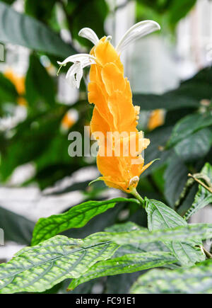 The yellow and white flower of a Pachystachys lutea, known by the common names lollipop plant and golden shrimp plant Stock Photo