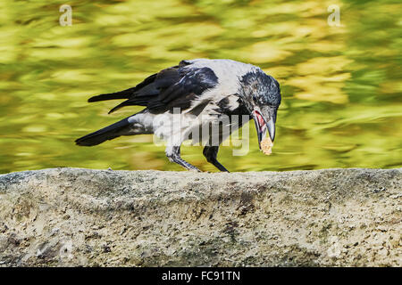 Raven with a piece of bread in its beak (in the zoo) Stock Photo