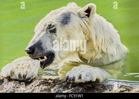 The polar bear is played with a plastic bottle in the pool zoo Stock Photo