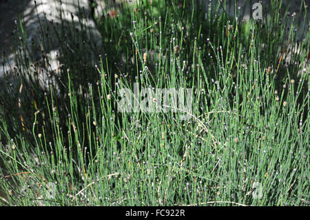 Variegated horsetail Stock Photo