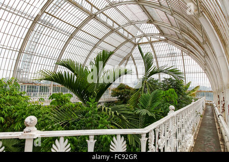 Delicate plants inside the Palm House at Kew Gardens Royal Botanical Gardens London England UK Stock Photo