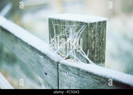 Ice covered cobwebs on wooden fence posts in the winter countryside Stock Photo