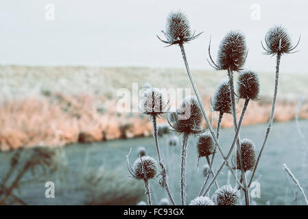 Teasel plants by the river in winter, frost covered with cold water in the background. Dipsacus Stock Photo