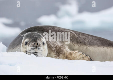 Adult leopard seal (Hydrurga leptonyx), hauled out on ice in Buls' Bay, Brabant Island, Antarctica, Polar Regions Stock Photo
