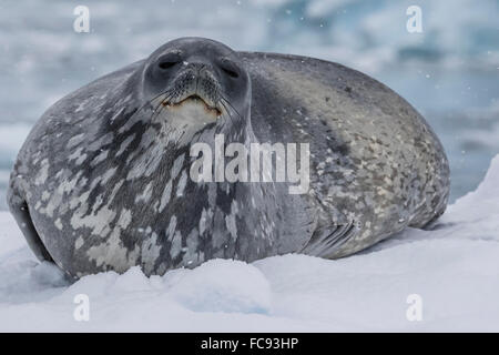 Adult Weddell seal (Leptonychotes weddellii), hauled out on ice in Buls' Bay, Brabant Island, Antarctica, Polar Regions Stock Photo