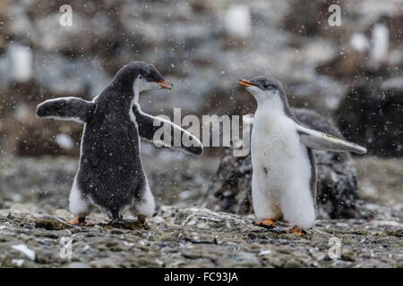 Gentoo penguin chicks (Pygoscelis papua) in ecstatic display at Brown Bluff, Antarctica, Polar Regions Stock Photo