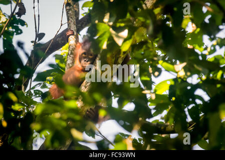 Wild juvenile male northeast bornean orangutan (Pongo pygmaeus morio) peeking through tree leaves in Kutai National Park, East Kalimantan, Indonesia. Stock Photo
