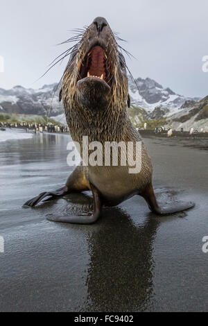 A curious young Antarctic fur seal (Arctocephalus gazella), Gold Harbour, South Georgia, Polar Regions Stock Photo