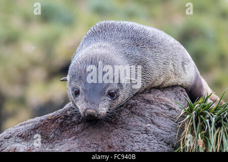 A young Antarctic fur seal (Arctocephalus gazella) on tussac grass in Cooper Bay, South Georgia, Polar Regions Stock Photo