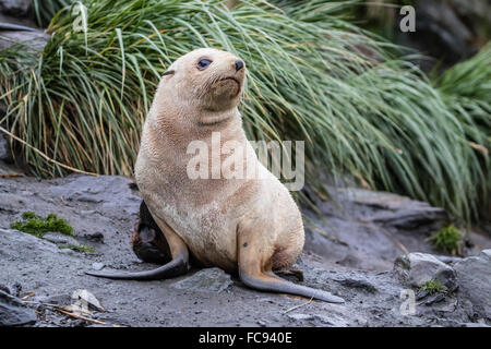 A young leucistic Antarctic fur seal (Arctocephalus gazella), blond due to lack of melanin, Cooper Bay, South Georgia