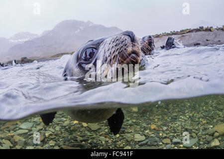 Antarctica fur seal pup (Arctocephalus gazella), above and below underwater in Husvik Bay, South Georgia, Polar Regions Stock Photo