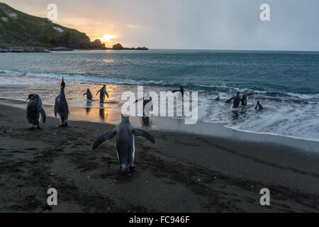 King penguins (Aptenodytes patagonicus) returning to the sea at sunrise at Gold Harbour, South Georgia, Polar Regions