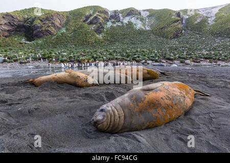 Southern elephant seal bulls (Mirounga leonina), molting in Gold Harbor, South Georgia, UK Overseas Protectorate, Polar Regions Stock Photo