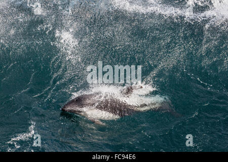 Adult Peale's dolphin (Lagenorhynchus australis) in heavy seas near the New Island Nature Reserve, Falkland Islands Stock Photo