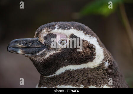 Adult Magellanic penguin (Spheniscus magellanicus) head detail, Gypsy Cove, outside Stanley, Falkland Islands, South America