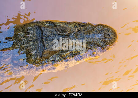 Adult Yacare caiman (Caiman yacare), head detail, within Iguazu Falls National Park, Misiones, Argentina, South America Stock Photo