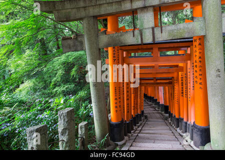 Fushimi Inari Taisha, Shinto shrine, vermilion torii gates line paths in wooded forest on Mount Inari, Kyoto, Japan, Asia Stock Photo