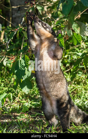 Adult South American coati (Nasua nasua), foraging, Iguazu Falls National Park, Misiones, Argentina, South America Stock Photo
