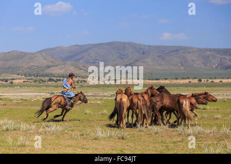 Mounted nomad holds uurga and herds horses in summer, Khogno Khan Uul Nature Reserve, Gurvanbulag, Bulgan, Northern Mongolia Stock Photo